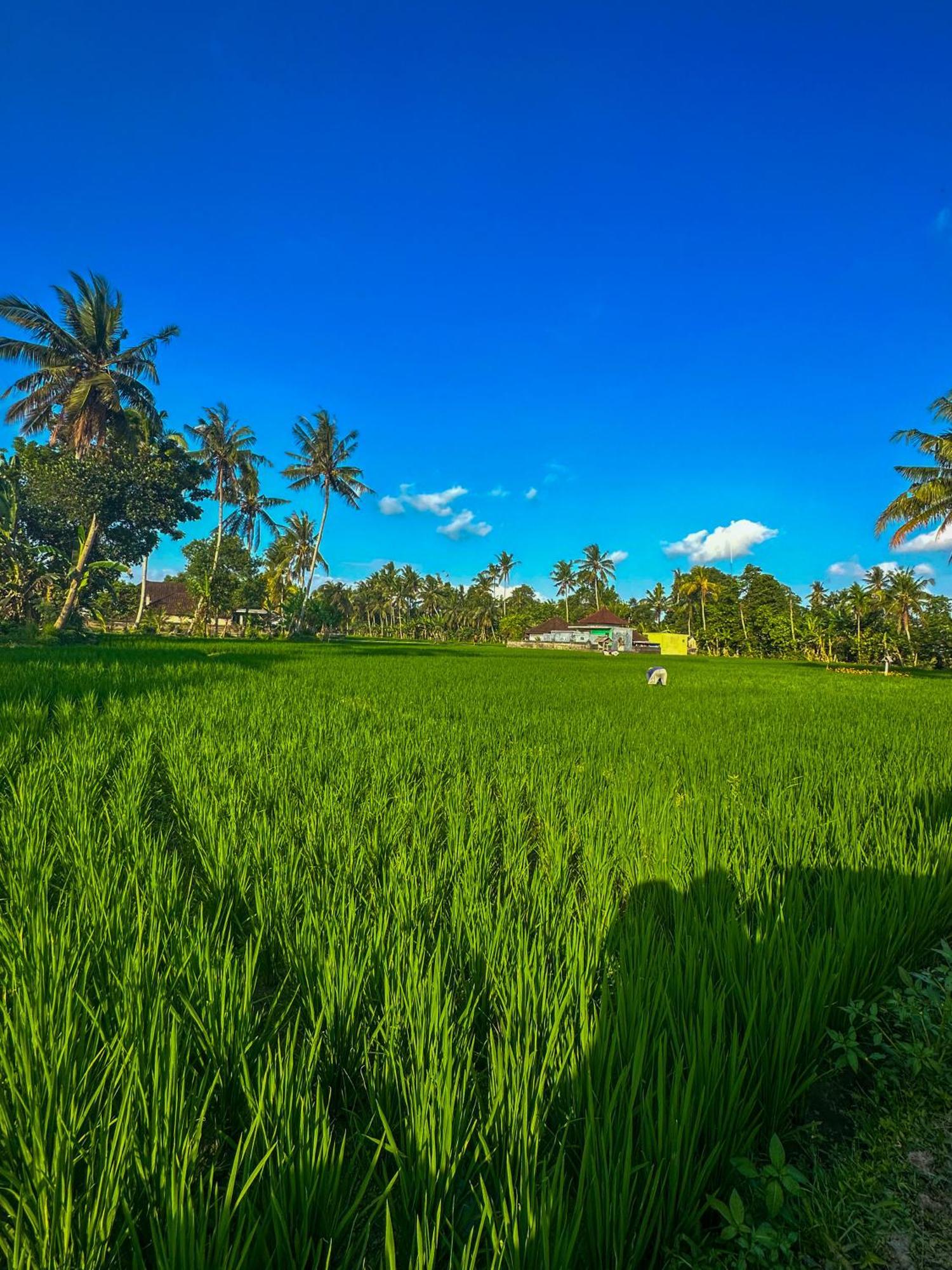 Nunu Bali Eco Friendly Retreat Hotel Canggu  Bagian luar foto