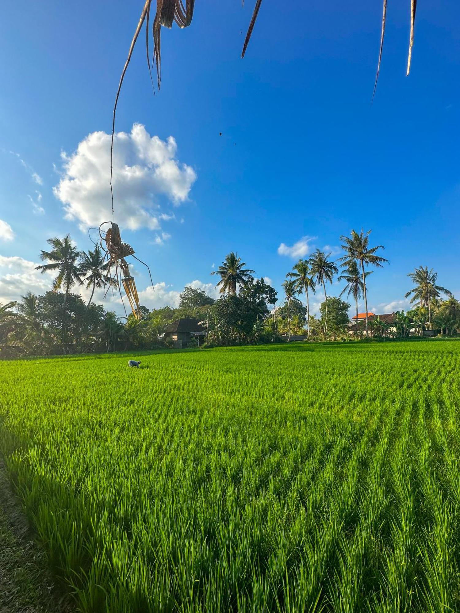 Nunu Bali Eco Friendly Retreat Hotel Canggu  Bagian luar foto